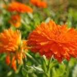 Calendula_01