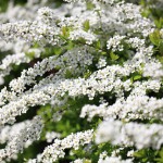 Thunbergs-meadowsweet_01