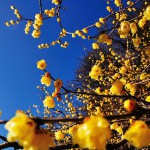 Wintersweet_01