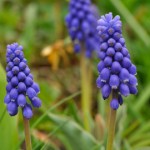 muscari-753028-400x270-MM-100