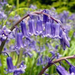 Bluebell_01