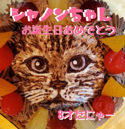 愛猫シャノンちゃんお誕生日おめでとう 猫ケーキ動画 京都ペット相談 まつみ薬局