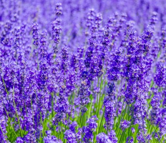 12月3日 誕生花 なりたい自分探し イメージした自分が未来の私 まつみ薬局