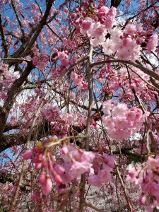 alt=‘‘京都亀岡市,七谷川,桜満開‘‘