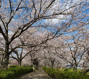 alt=‘‘京都亀岡市,七谷川,桜満開‘‘