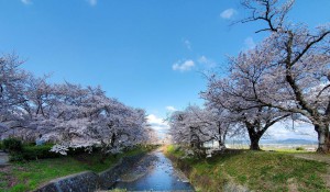 alt=‘‘京都亀岡市,七谷川,桜満開‘‘