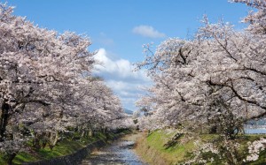 alt=‘‘京都亀岡市,七谷川,桜満開‘‘