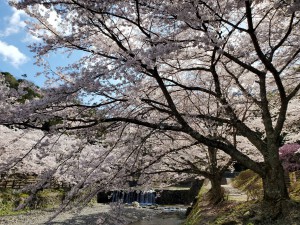 alt=‘‘京都亀岡市,七谷川,桜満開‘‘