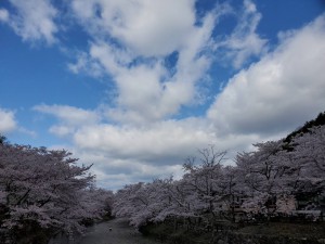 alt=‘‘京都亀岡市,七谷川,桜満開‘‘