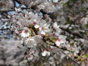 alt=‘‘京都亀岡市,七谷川,桜満開‘‘